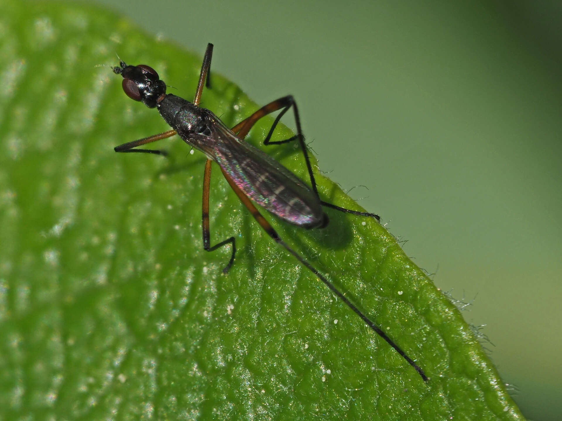 Micropeza corrigiolata (Linnaeus 1767) resmi