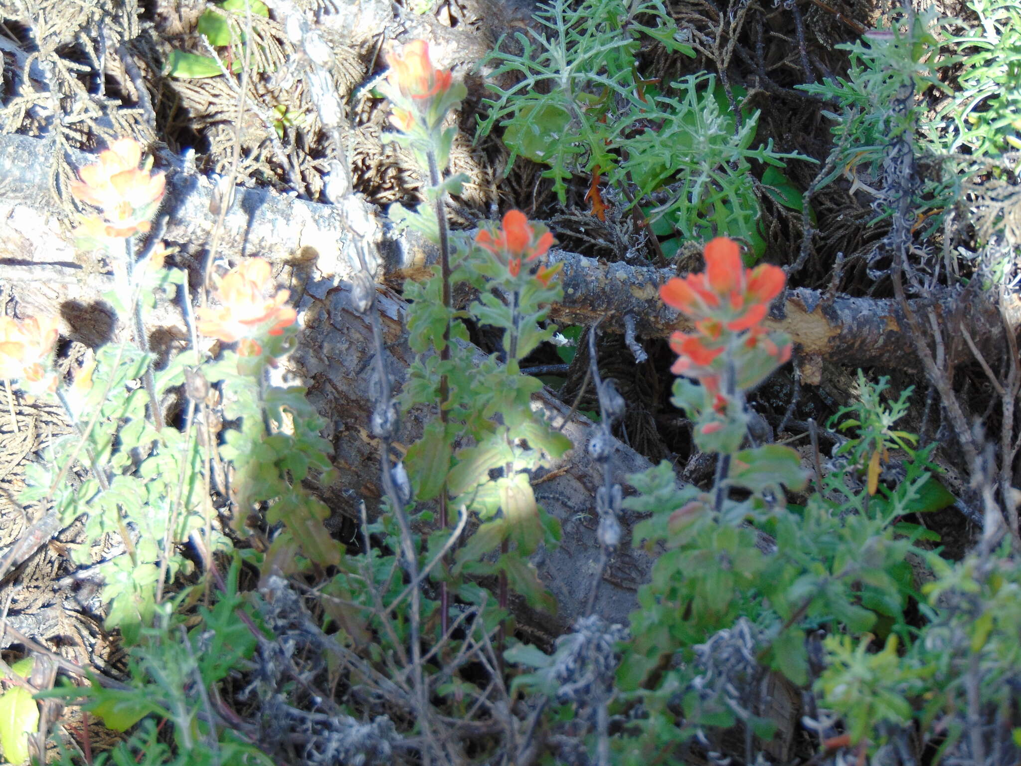 Слика од Castilleja latifolia Hook. & Arn.