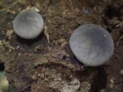 Imagem de Lycoperdon purpurascens Berk. & M. A. Curtis 1860