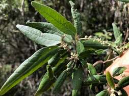 Image de Croton stigmatosus F. Muell.