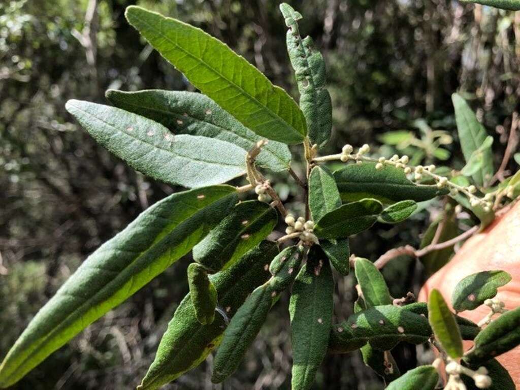 Imagem de Croton stigmatosus F. Muell.