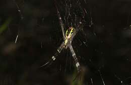 Image of Argiope aetherea (Walckenaer 1841)