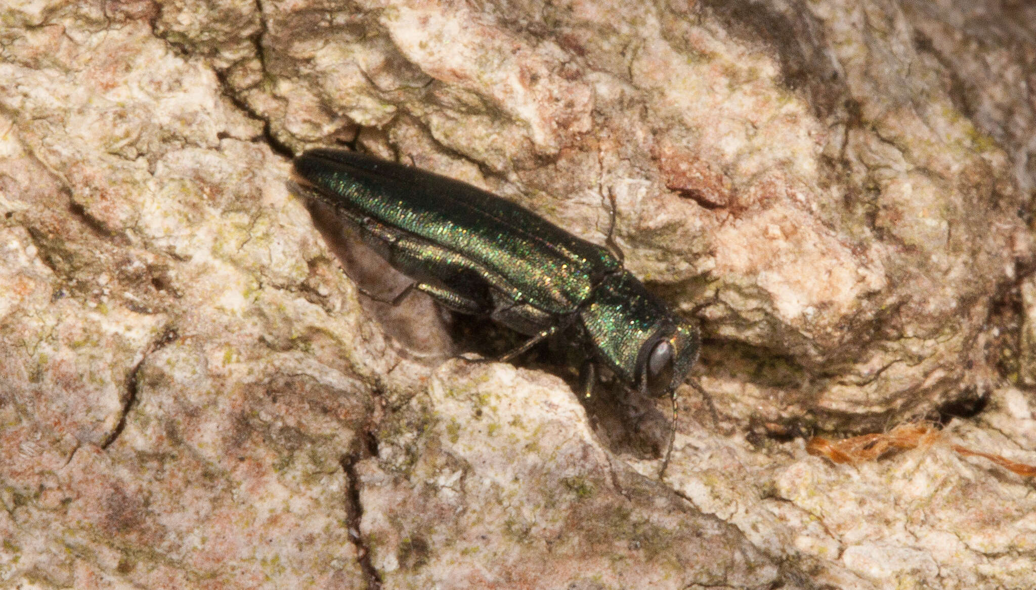 Image of European Oak Borer