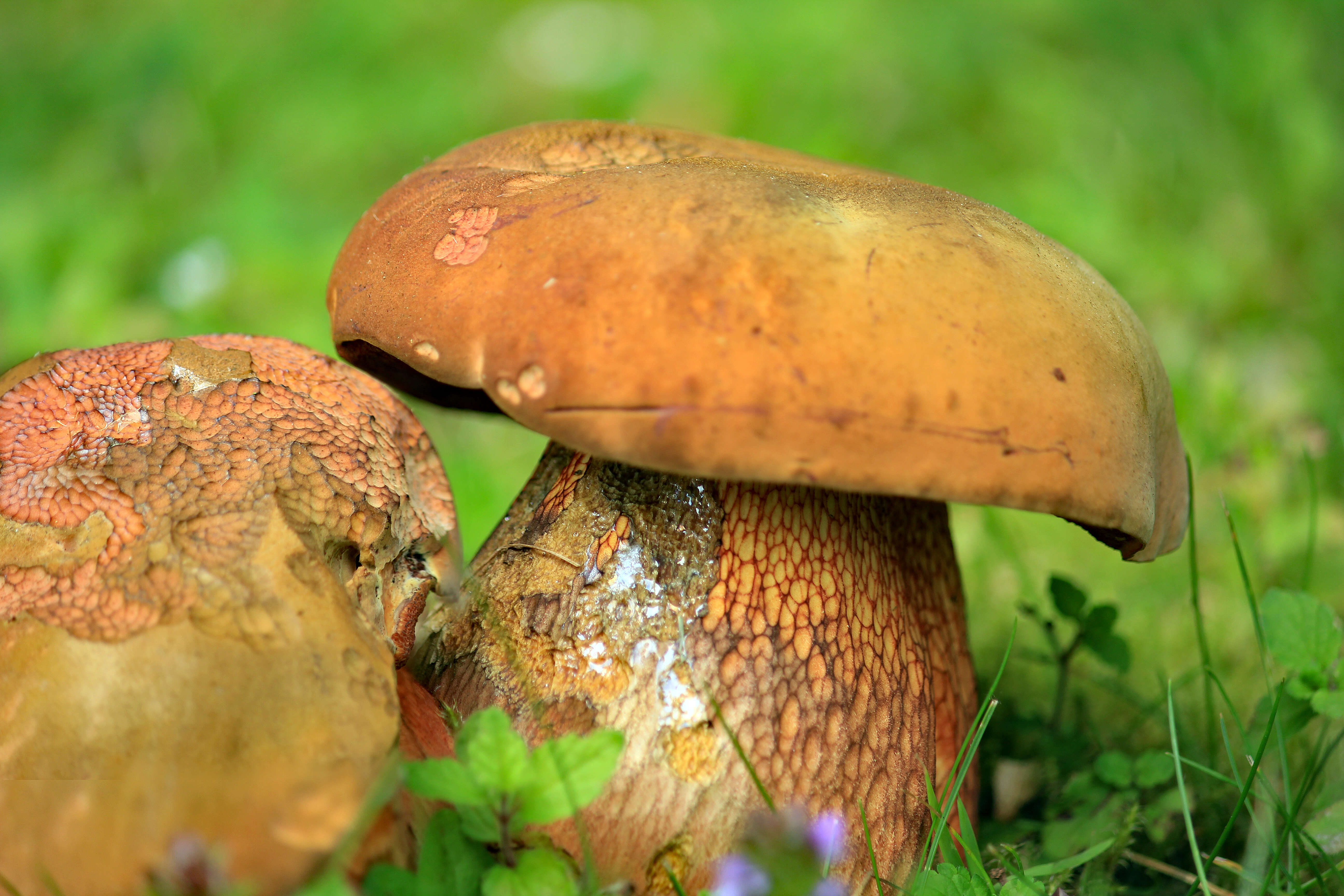 Image of Suillellus luridus (Schaeff.) Murrill 1909