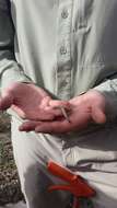 Image of California legless lizard