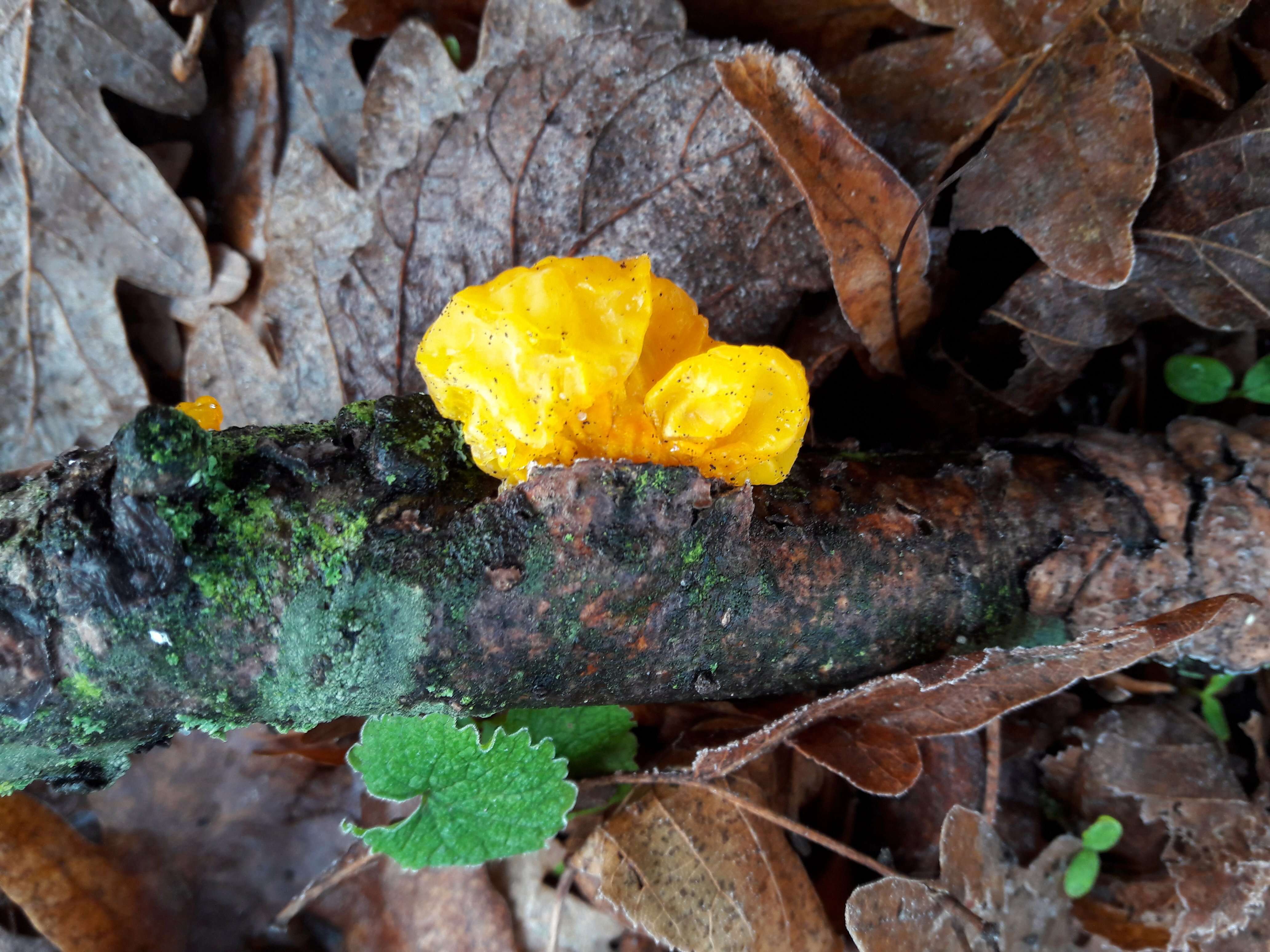 Image of Witches butter