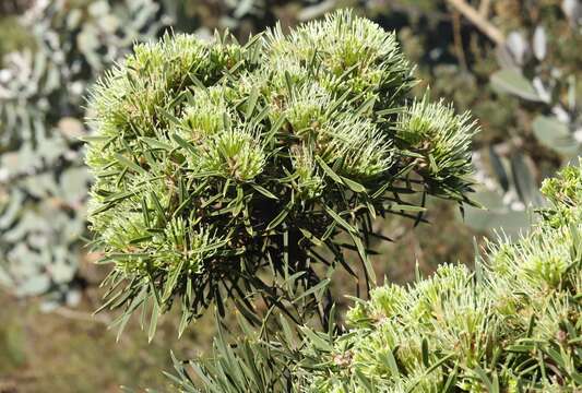 Image of Hakea corymbosa R. Br.