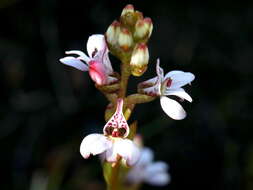 Image of Satyrium rhynchanthum Bolus