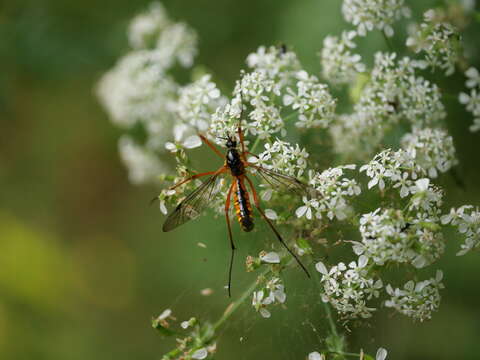 Image of Ctenophora (Ctenophora) pectinicornis (Linnaeus 1758)