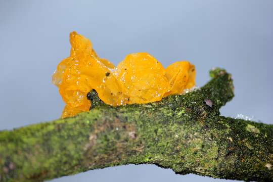 Image of Witches butter