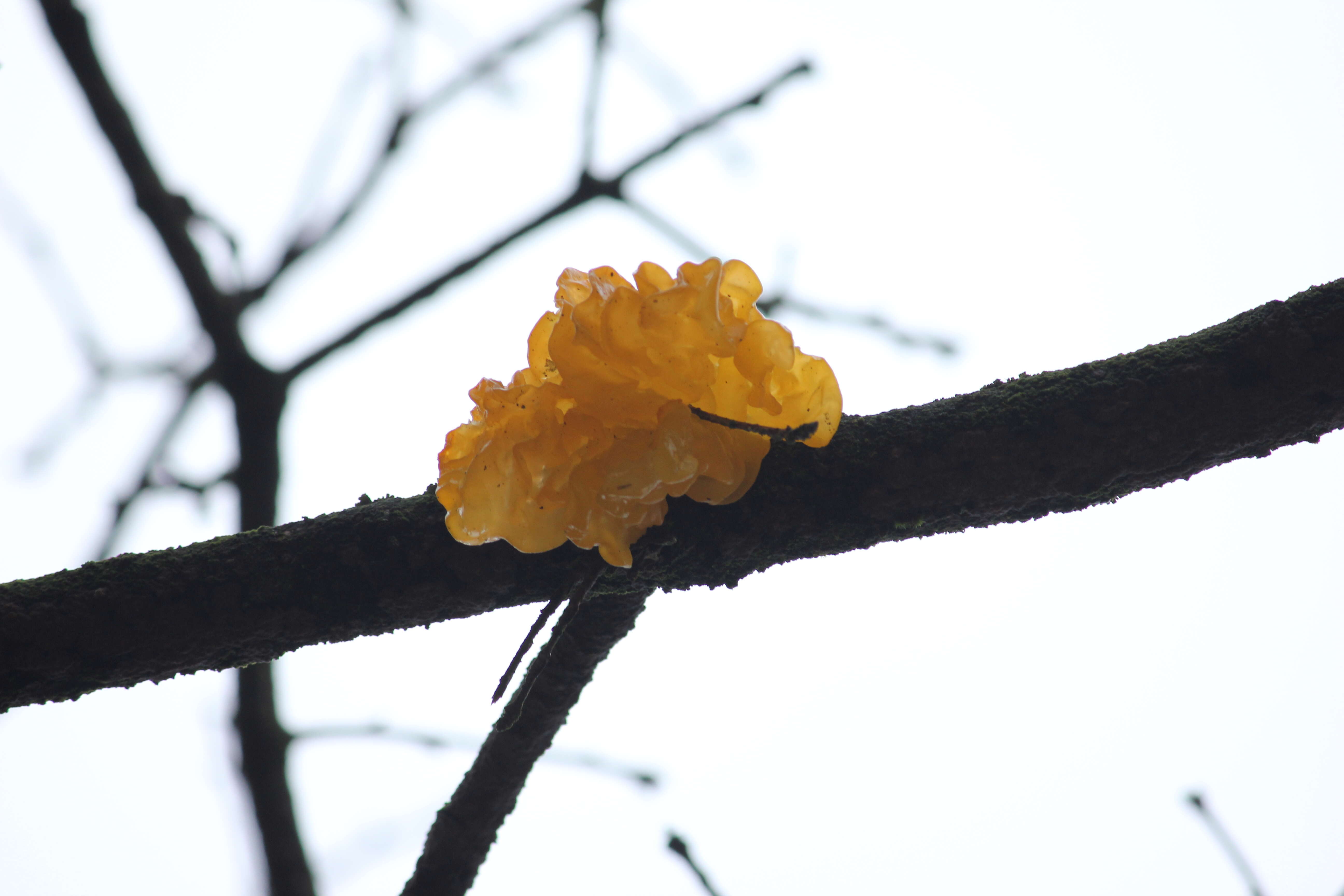 Image of Witches butter