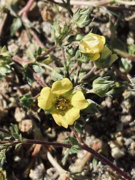 Sivun <i>Potentilla luteosericea</i> kuva