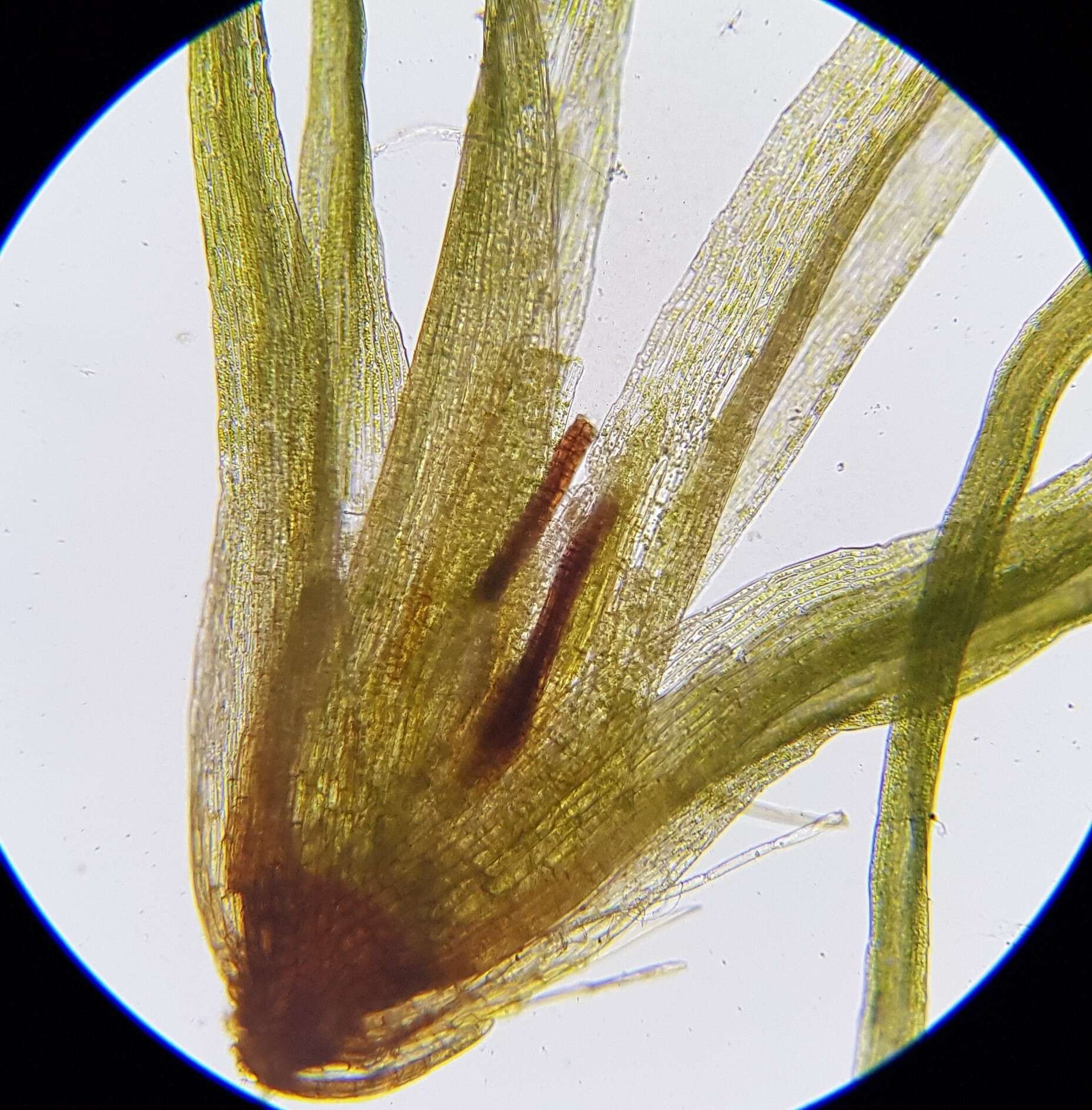 Image of orthodontium moss