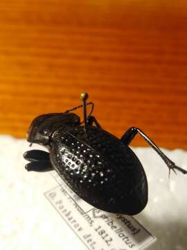 Carabus hungaricus cribellatus M. Adams 1812的圖片