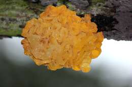 Image of Witches butter