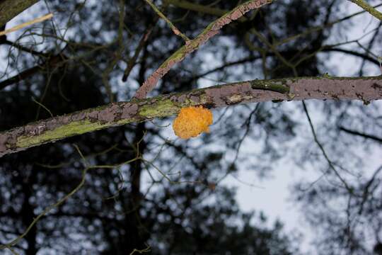 Image of Witches butter