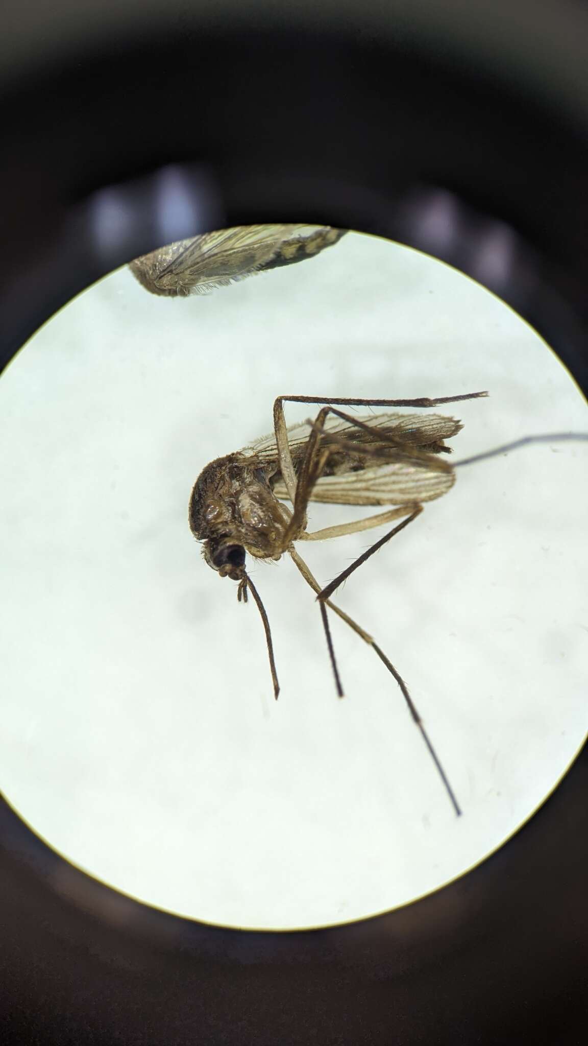 Image of Aedes atlanticus Dyar & Knab 1906