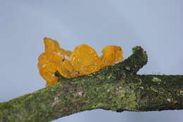 Image of Witches butter