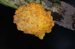 Image of Witches butter