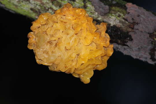 Image of Witches butter