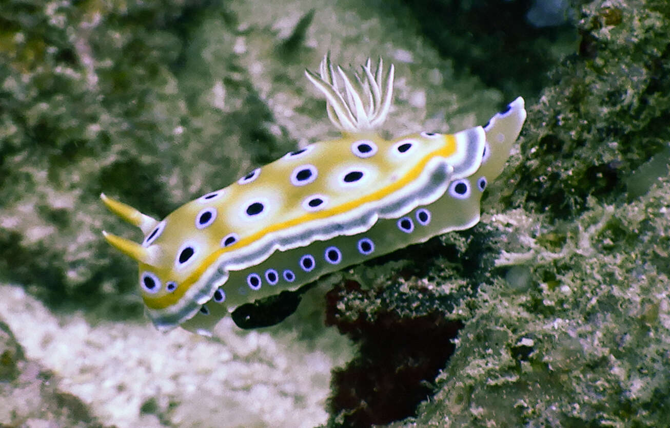 Image of Goniobranchus geminus (Rudman 1987)