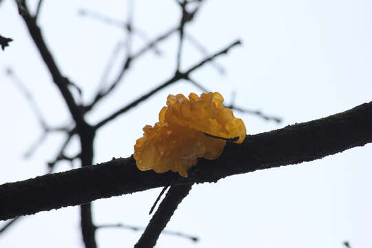 Image of Witches butter