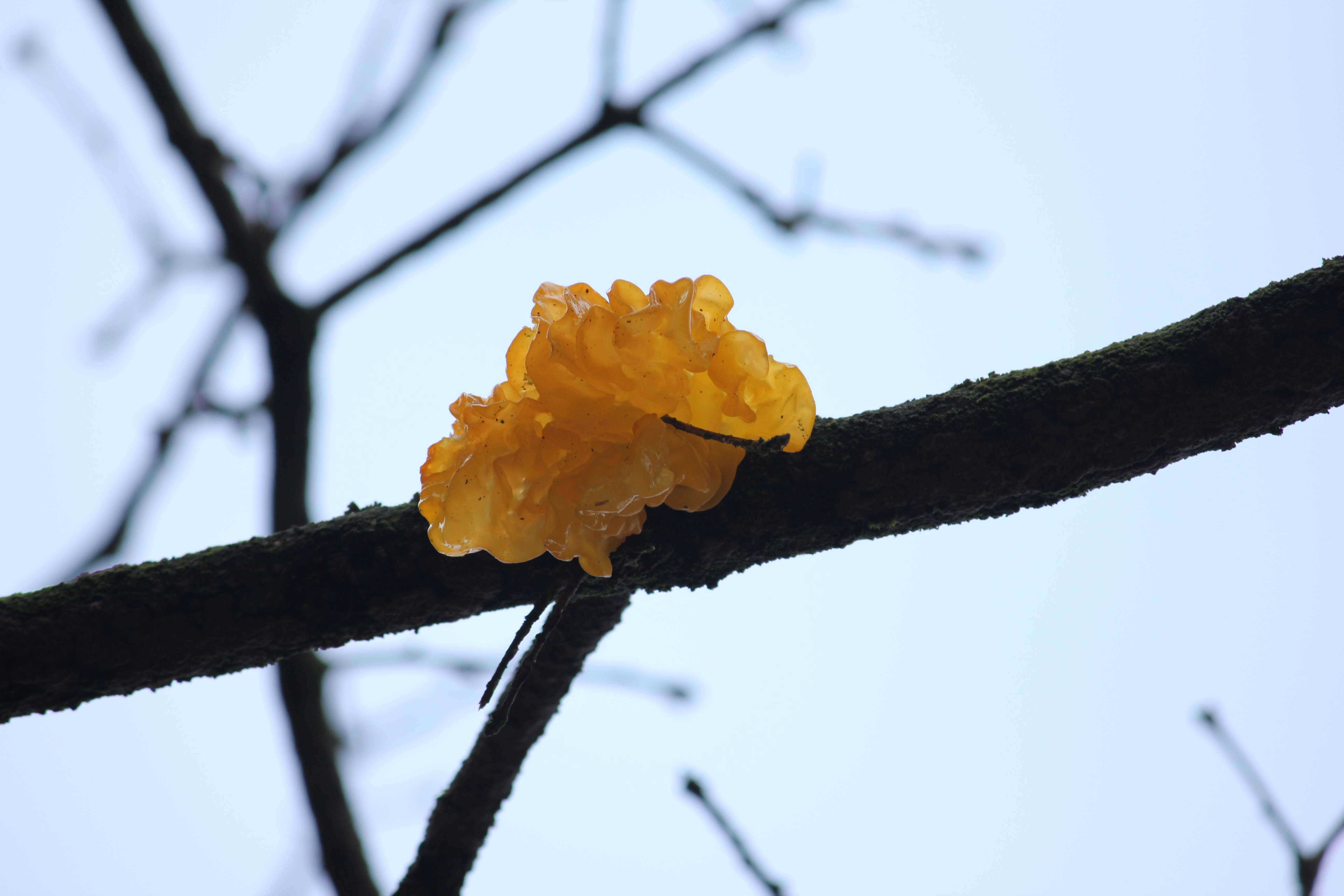 Image of Witches butter