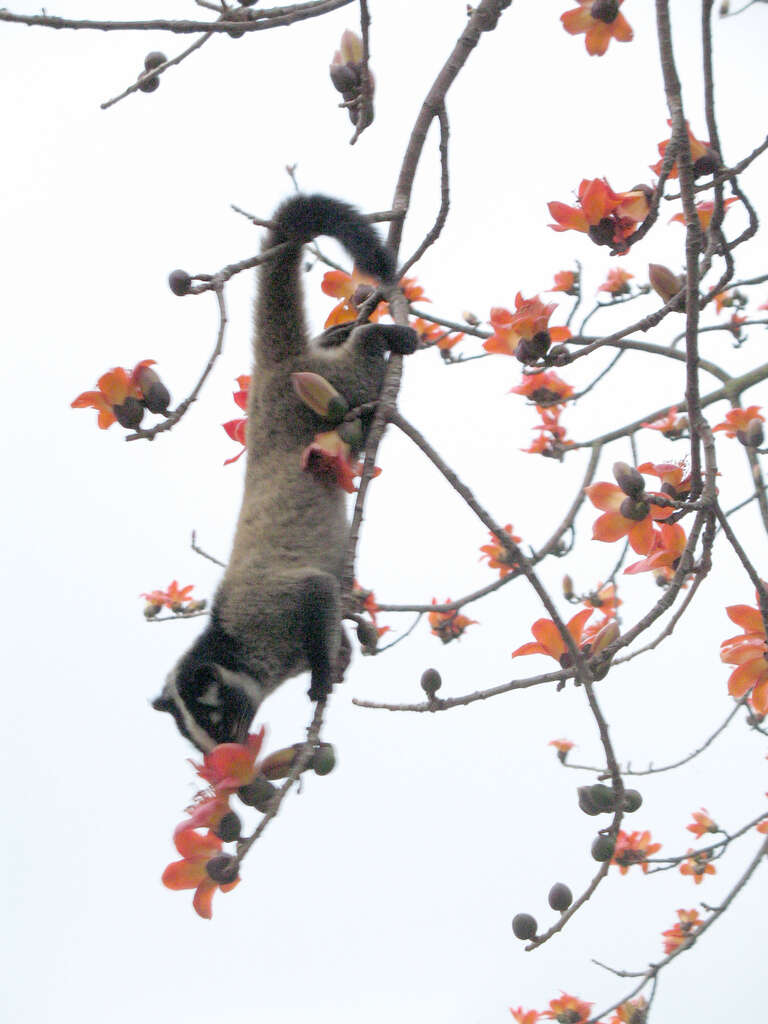 Image of masked palm civet