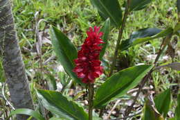 Image of red ginger