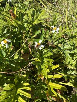 Image of Potter wasp