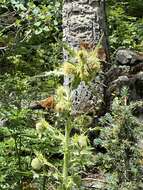 Plancia ëd Cirsium parryi (A. Gray) Petr.