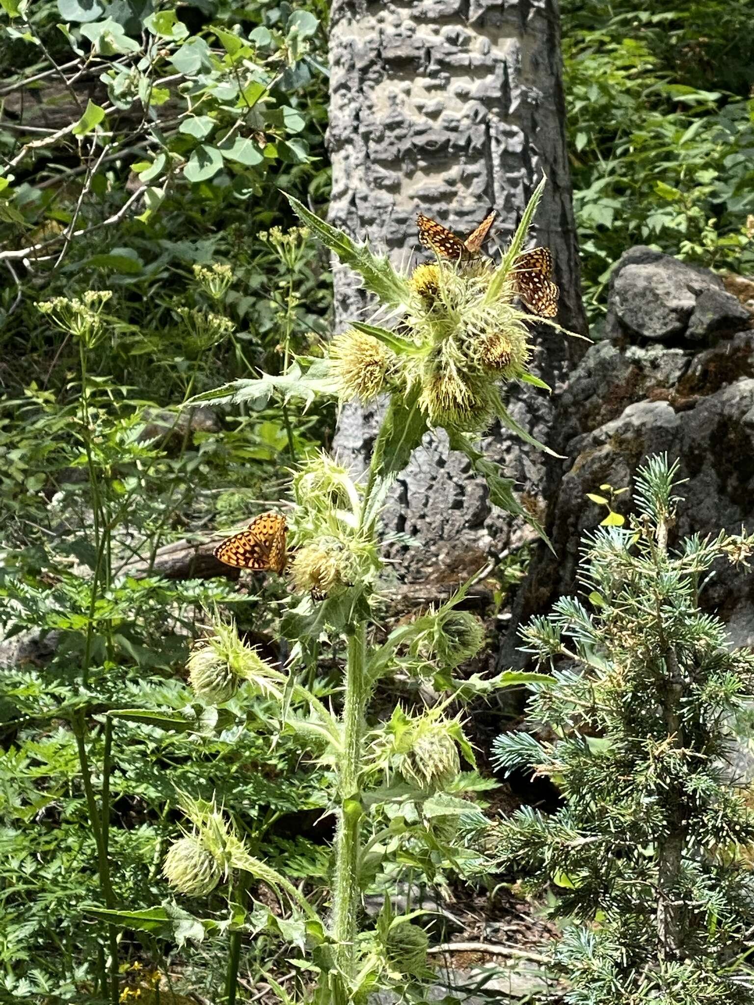 Image of Parry's thistle