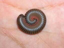 Image of American giant millipede