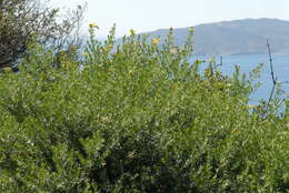 صورة Genista linifolia L.