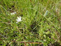 Слика од Ornithogalum pedicellare Boiss. & Kotschy