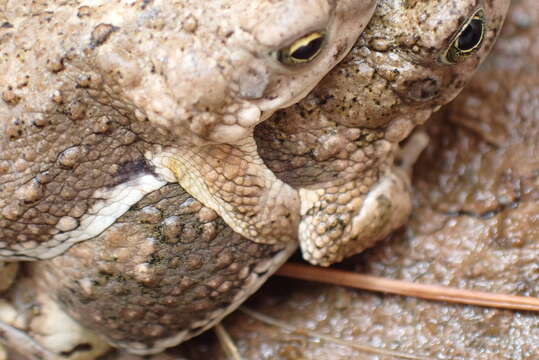 Image of African Dwarf Toad