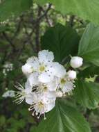 Plancia ëd Crataegus brainerdii Sarg.