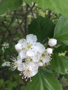 Imagem de Crataegus brainerdii Sarg.