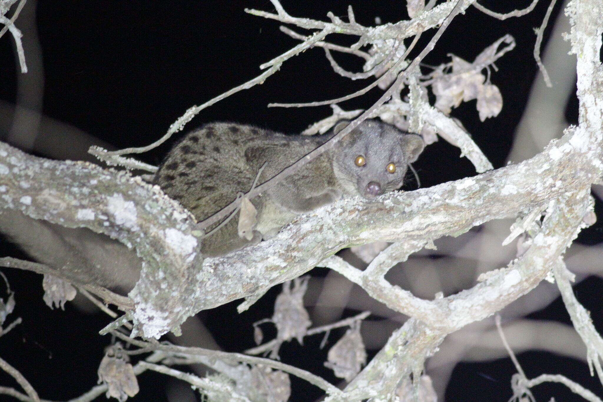 Image of African palm civets