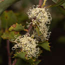 Image of Hakea cristata R. Br.