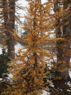 Image of Alpine Larch