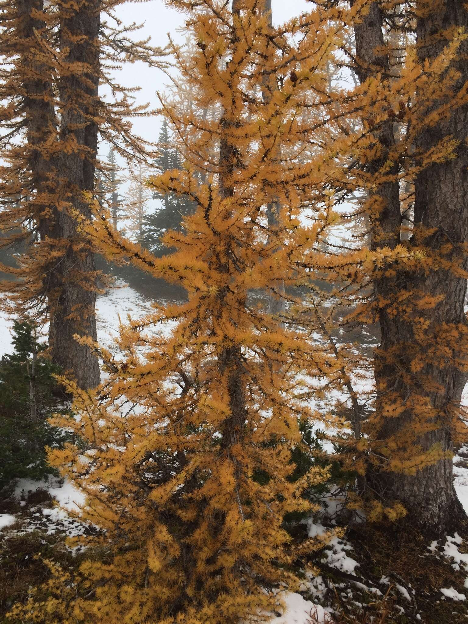 Image of Alpine Larch