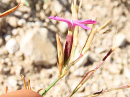 Image of Dianthus deltoides subsp. deltoides