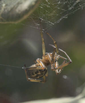 Image of Argyrodes elevatus Taczanowski 1873