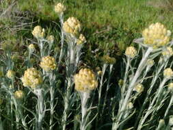 Imagem de Helichrysum stoechas (L.) Moench