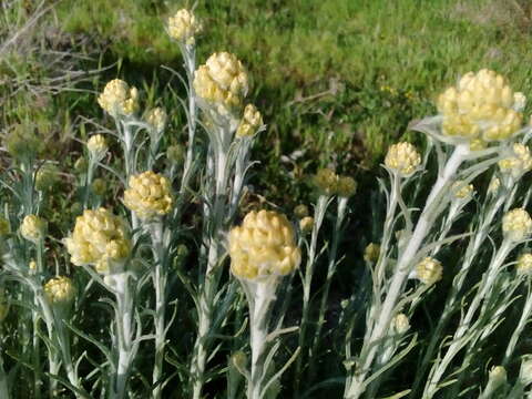 Image of yellow amaranth