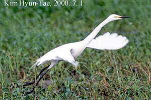 Image of Intermediate Egret