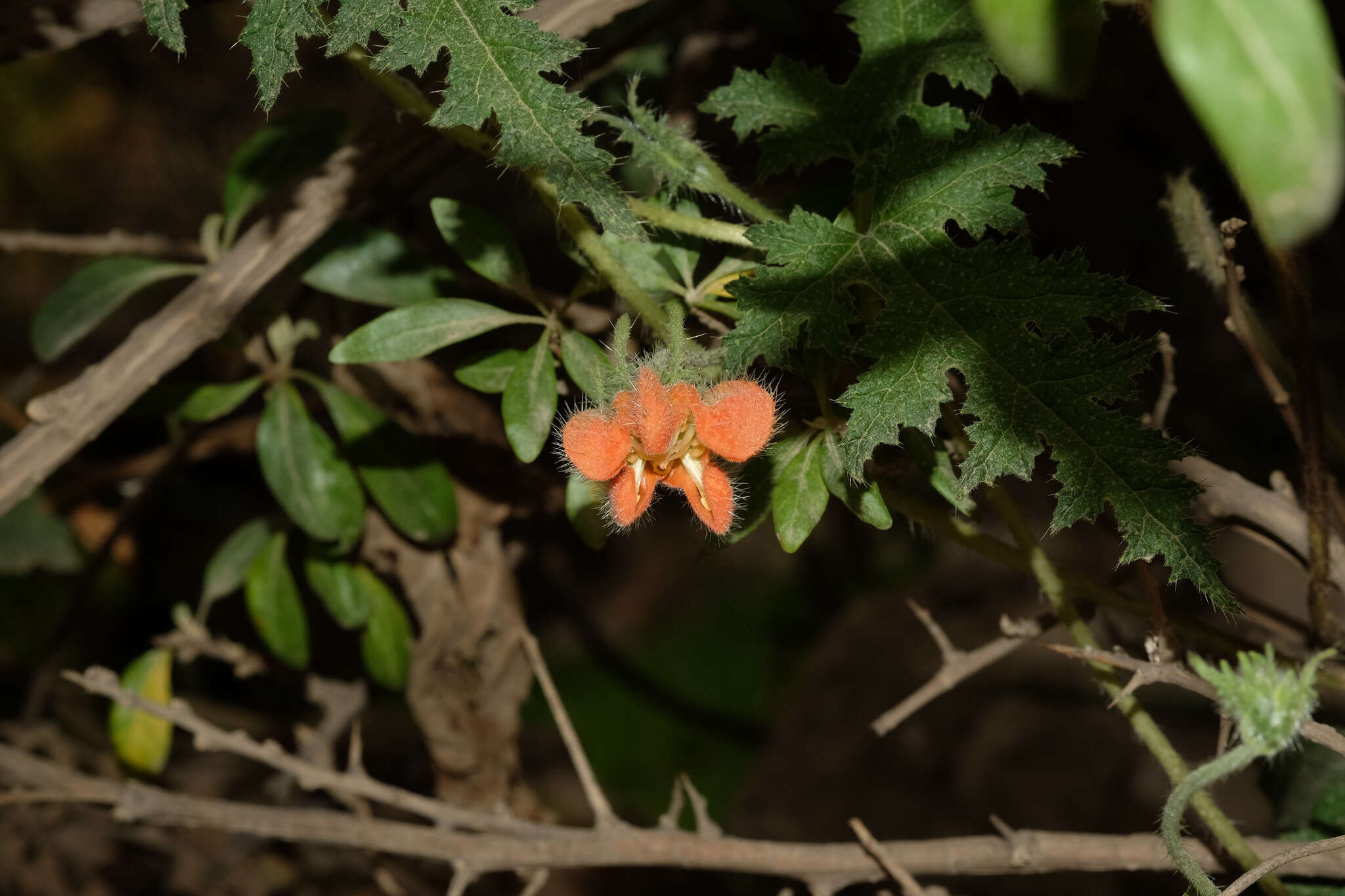 Image of Caiophora cirsiifolia C. Presl