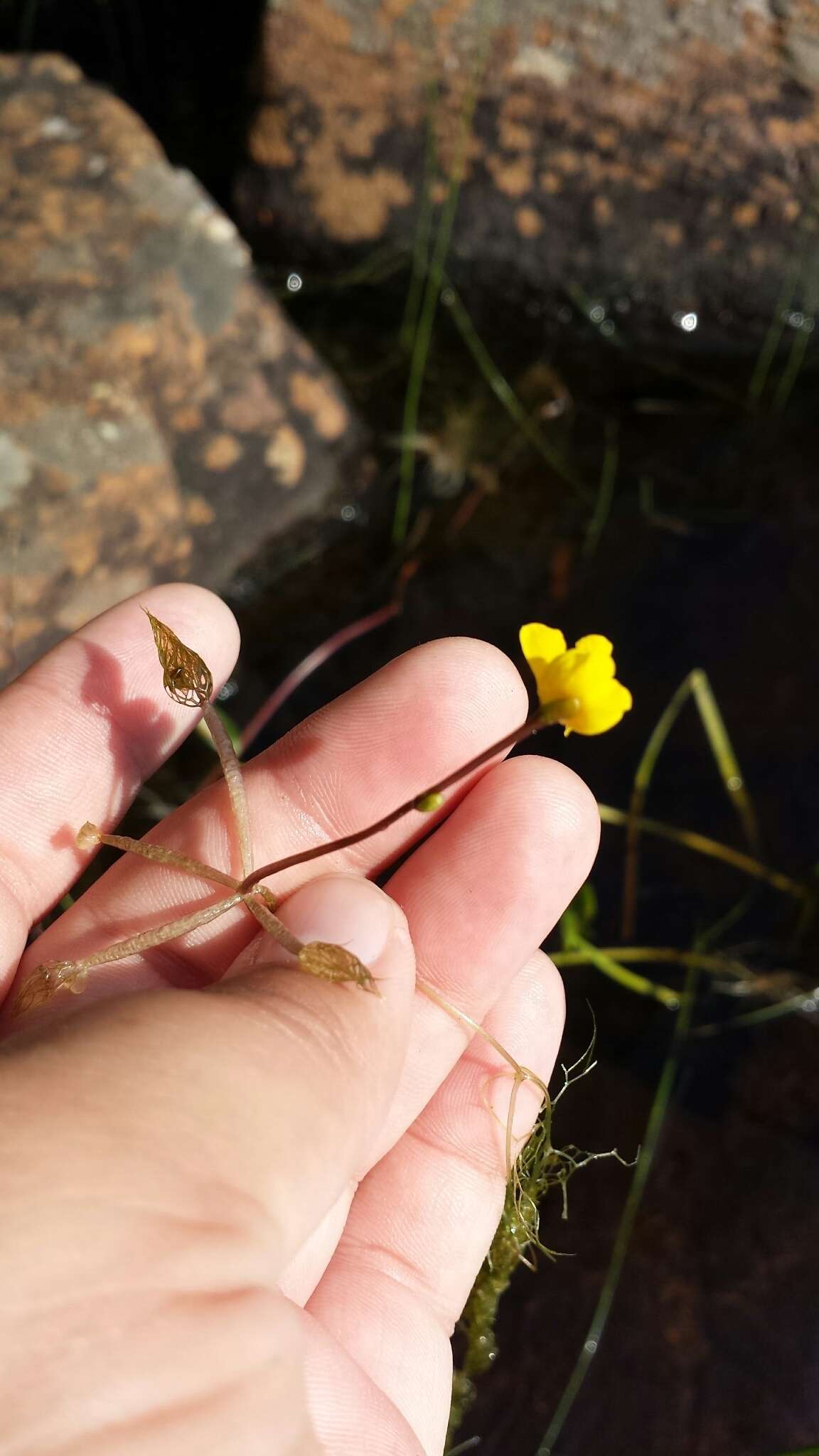 Plancia ëd Utricularia radiata Small