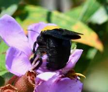 Xylocopa aestuans (Linnaeus 1758) resmi